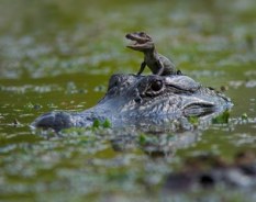baby-alligator-rides-on-mother2.jpg